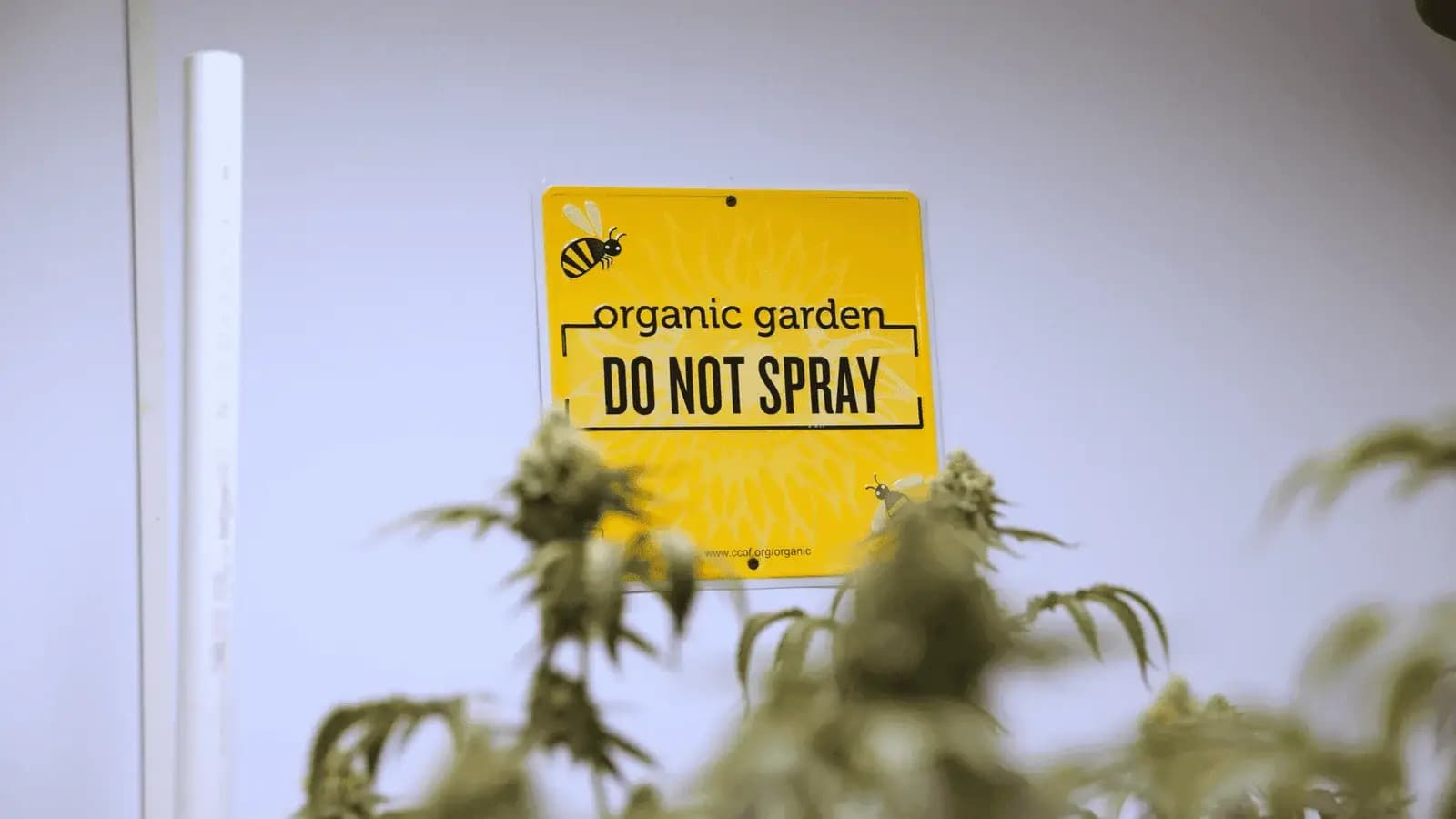 Organic garden do not spray sign at Pure Roots Botanicals USDA Certified Organic hemp farm