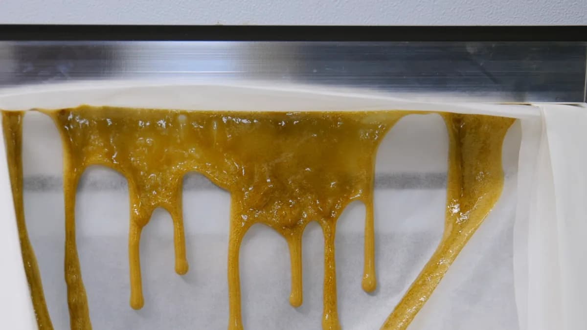 Golden rosin dripping down parchment as it comes off a rosin press