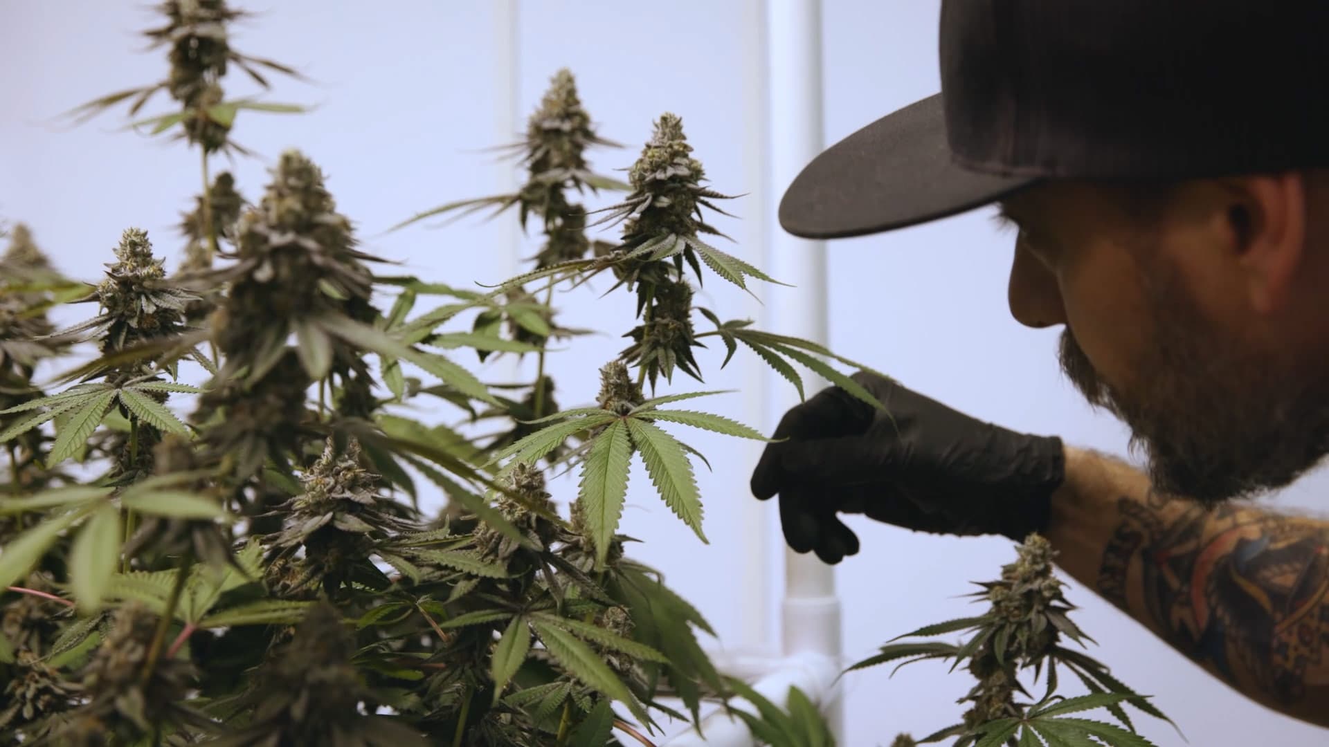 USDA Certified Organic THCA flower buds