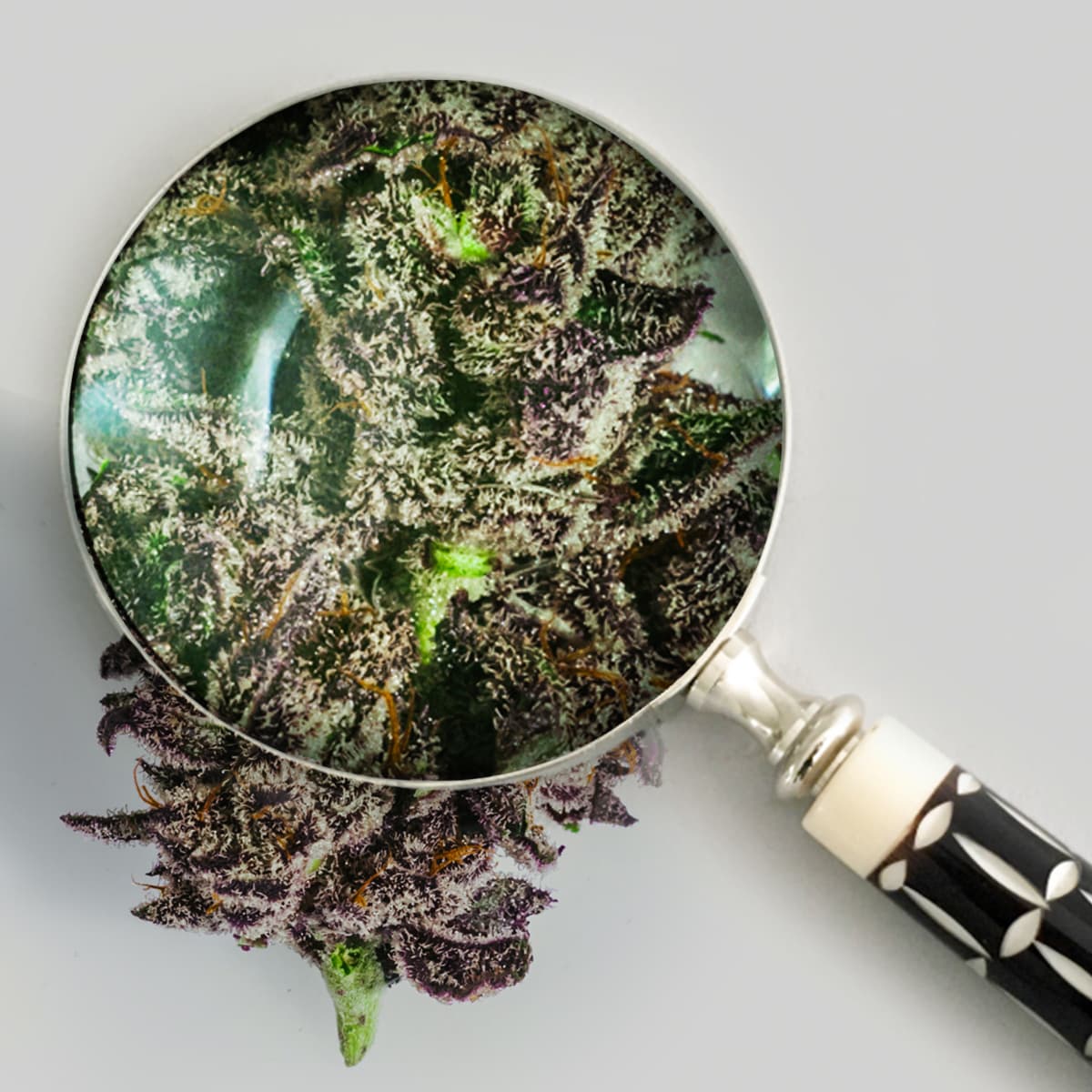 Blackberry Truffle view 3