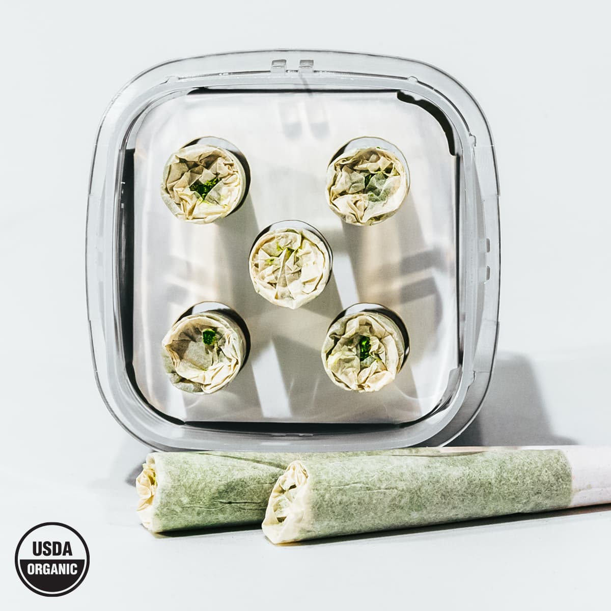 Dog Walkers Sativa Pre-Rolls in hand