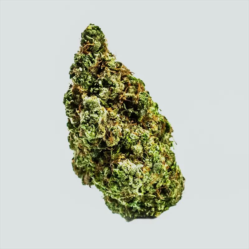 Skunk #1