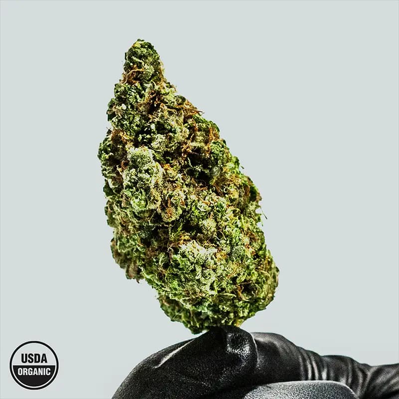 Skunk #1 in hand