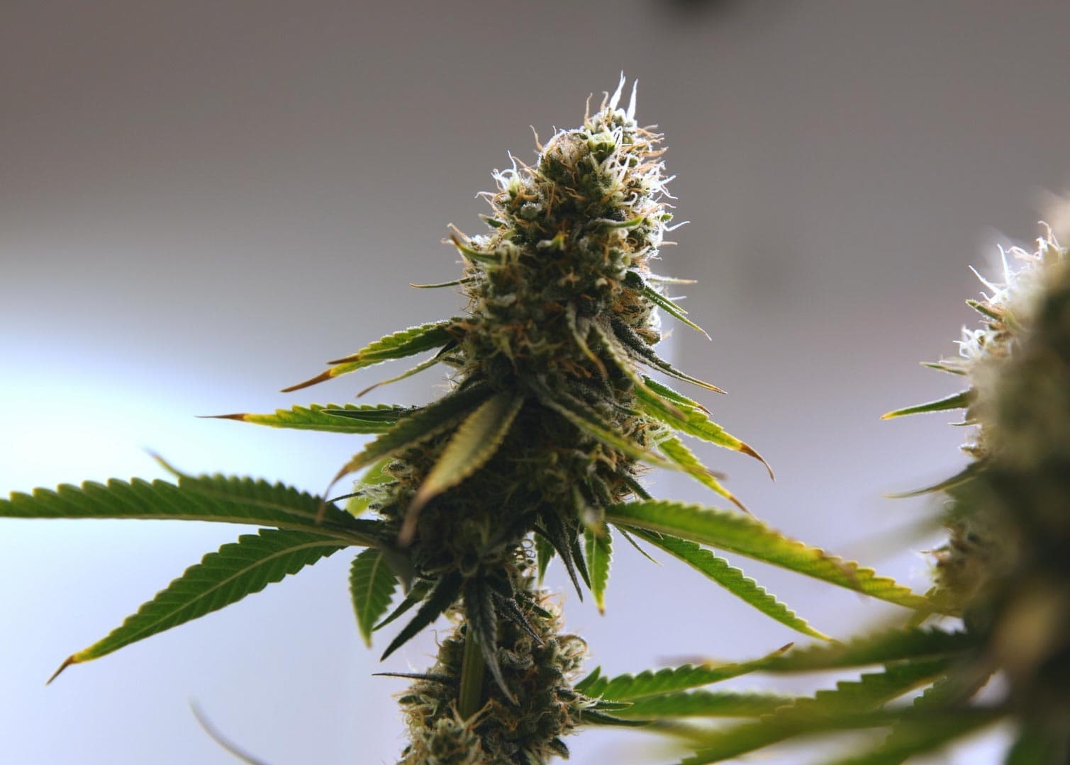 THCA Flower Bud
