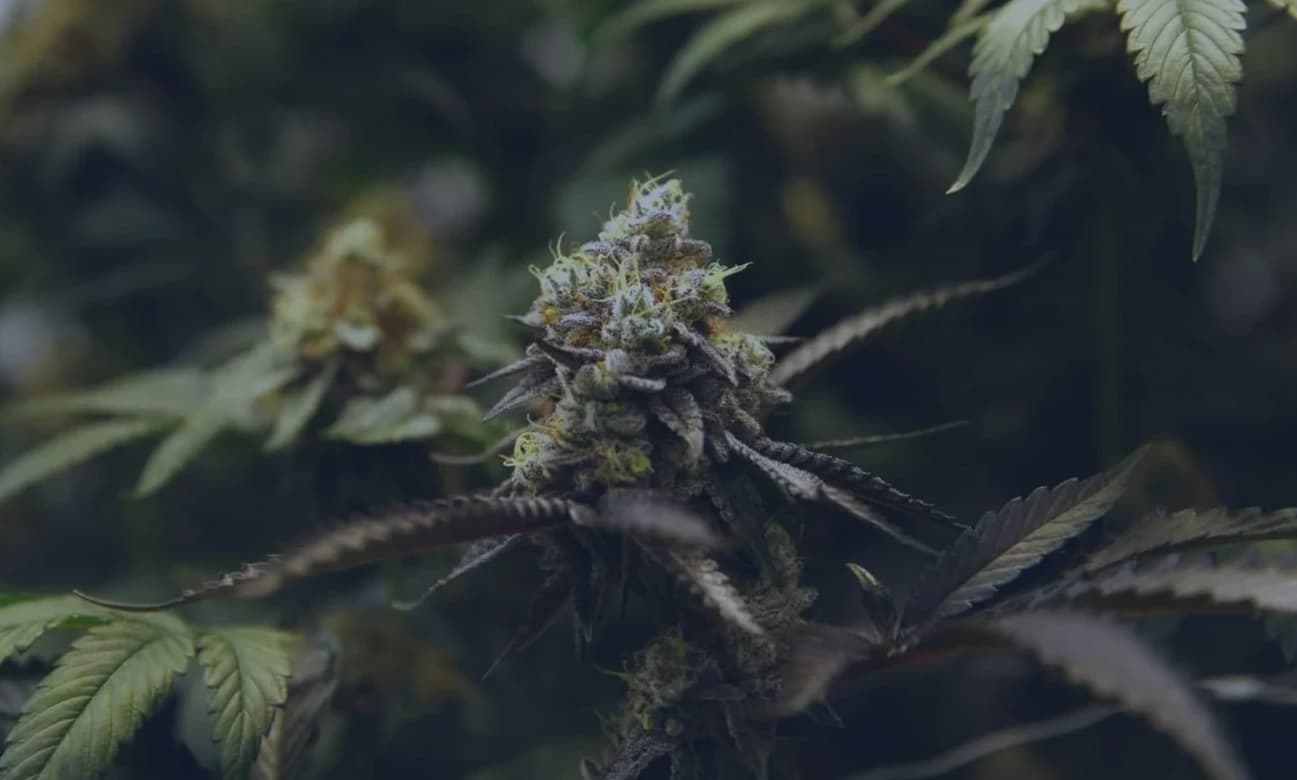 how to store your thca