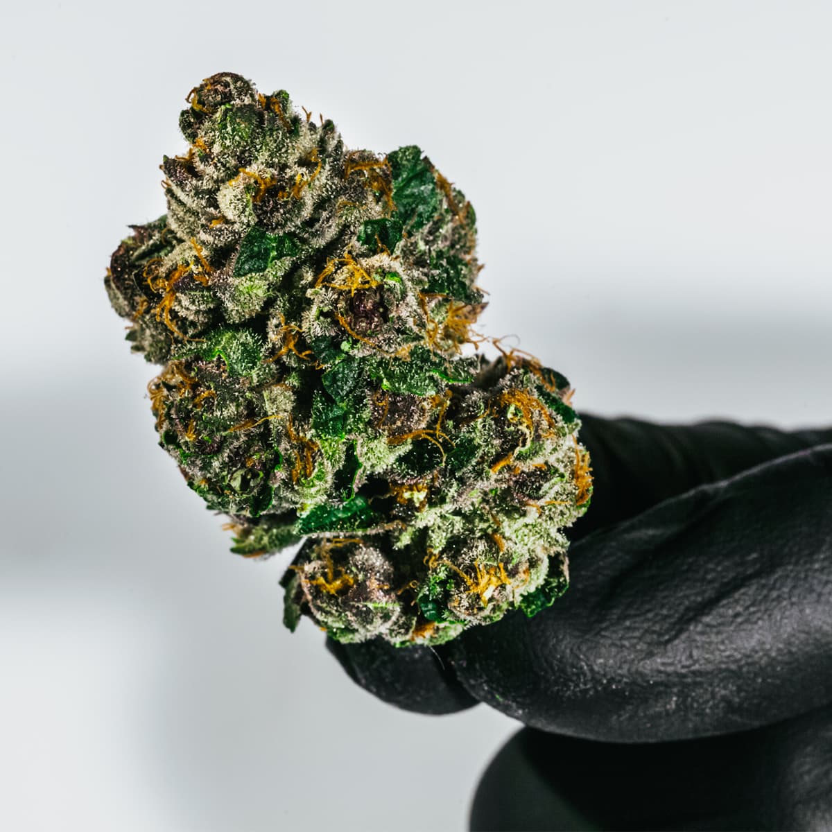 All Gas OG in hand