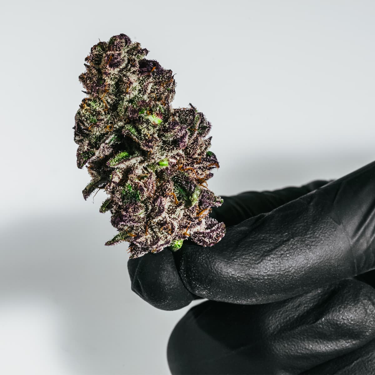 Blackberry Truffle in hand