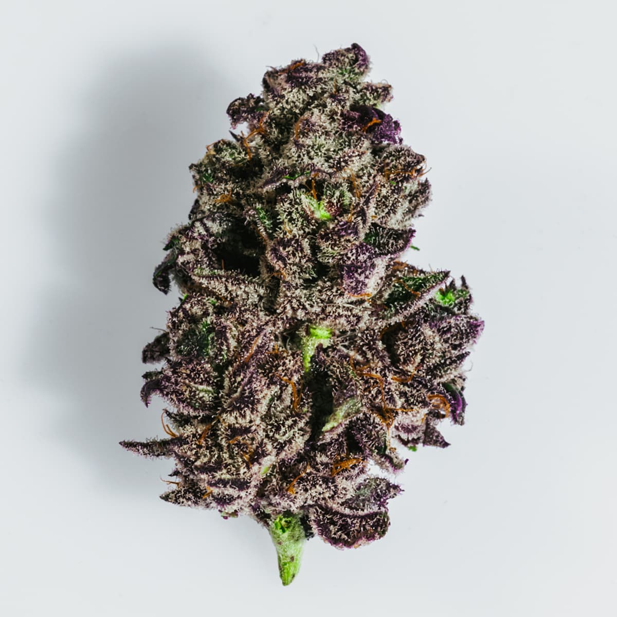 Blackberry Truffle