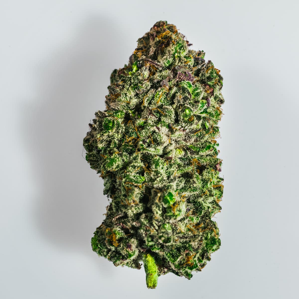 Carolina Sweet Frost