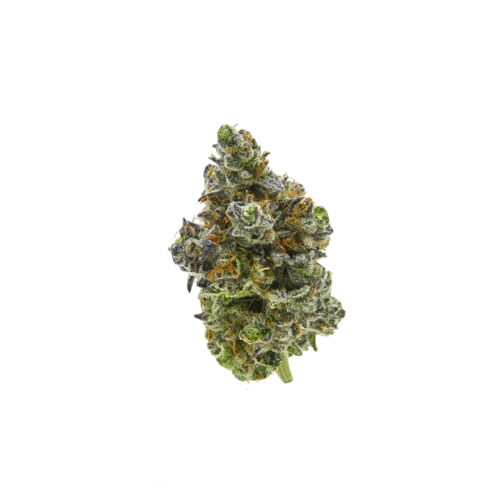 Close-up of Mandarin Sunset hemp bud on a white background, showcasing its vibrant orange pistils and dense, resin-coated structure.