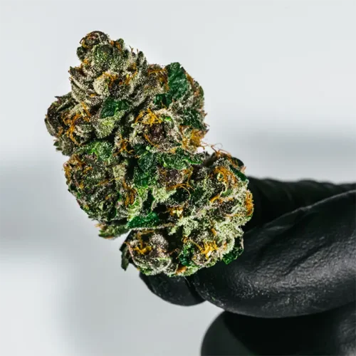 All Gas OG strain held in a glove, showing tight structure, heavy density, and resinous texture