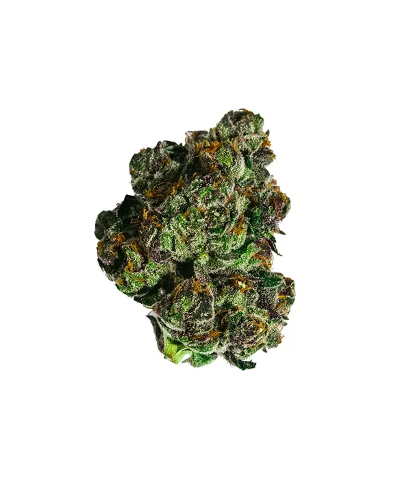 Macro shot of All Gas OG THCA flower showing dense trichomes and dark green hues with burnt orange pistils