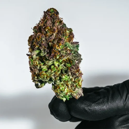 Blueberry Cupcake strain held in a glove to show size, tight trim, and frosty coverage