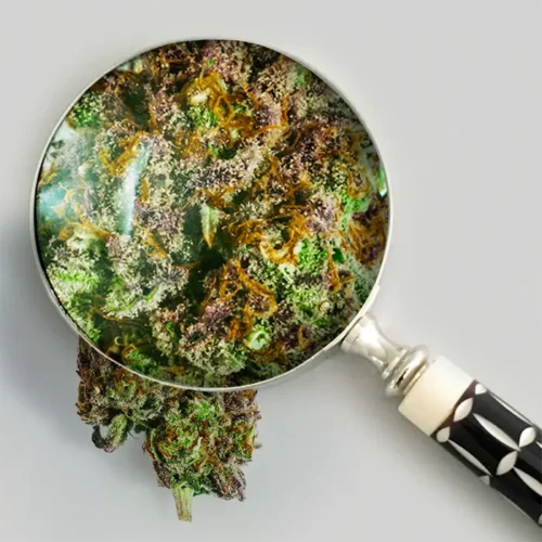 Close-up lupe view of Blueberry Cupcake THCA bud revealing crystal trichomes and purple-blue accents