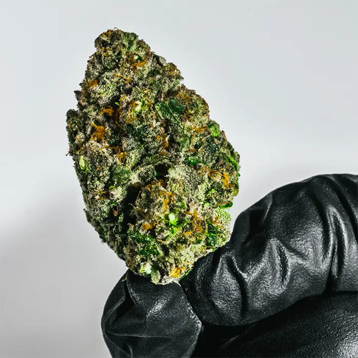Macro shot of Carolina Skunkberry THCA flower showing trichomes and vibrant color tones