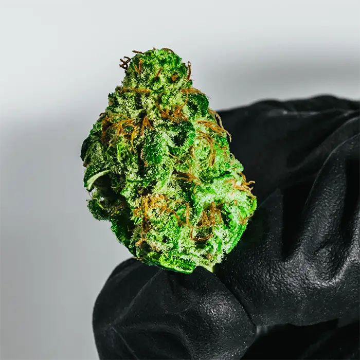Headband strain held in a glove, showing its size, density, and frosty surface