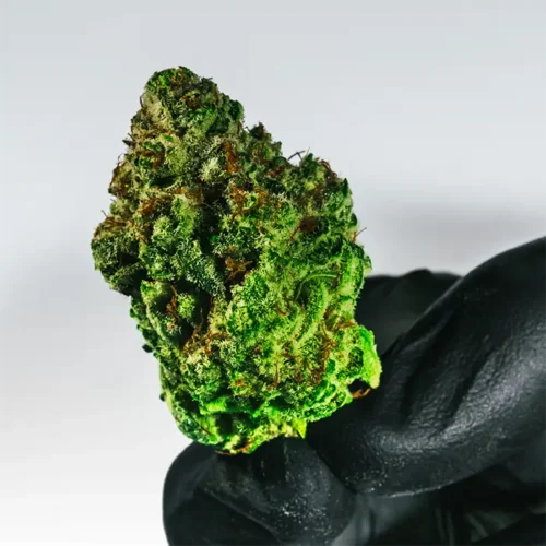 Monkey Breath strain held in a glove to show size, texture, and tight trim