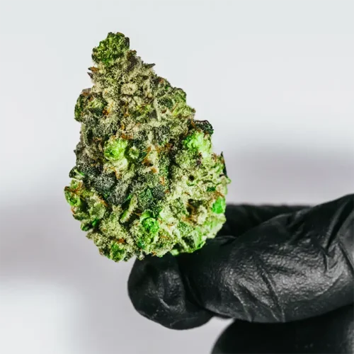 Strawberry Frost strain held in a glove, highlighting its size and tightly packed buds