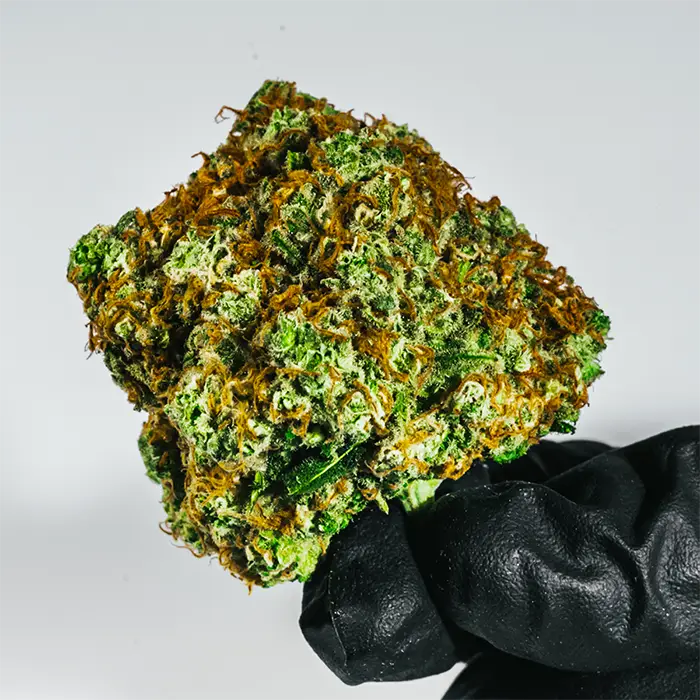Strawberry Shortcake strain held in a glove to show off bud structure and size