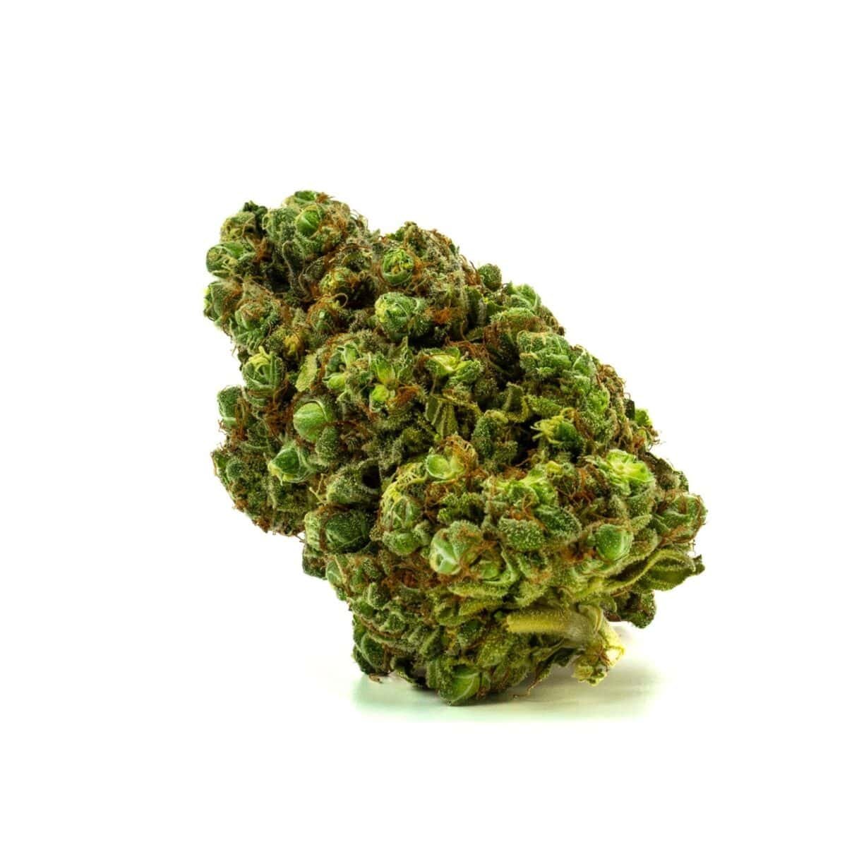 Close-up of Tangerine Dream hemp bud on a white background, showcasing its bright orange pistils and dense, citrus-scented structure.