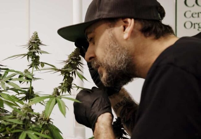 Ben inspecting thca flower tissue