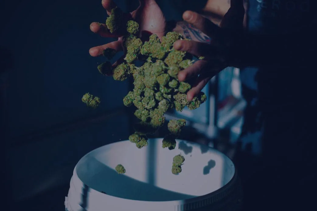 thca buds dropping in a bucket overlay