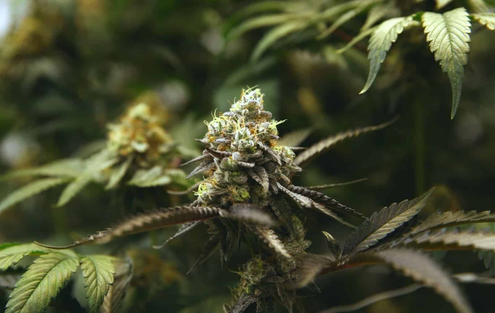 Close up hemp flower bud, covered with frosty trichomes.