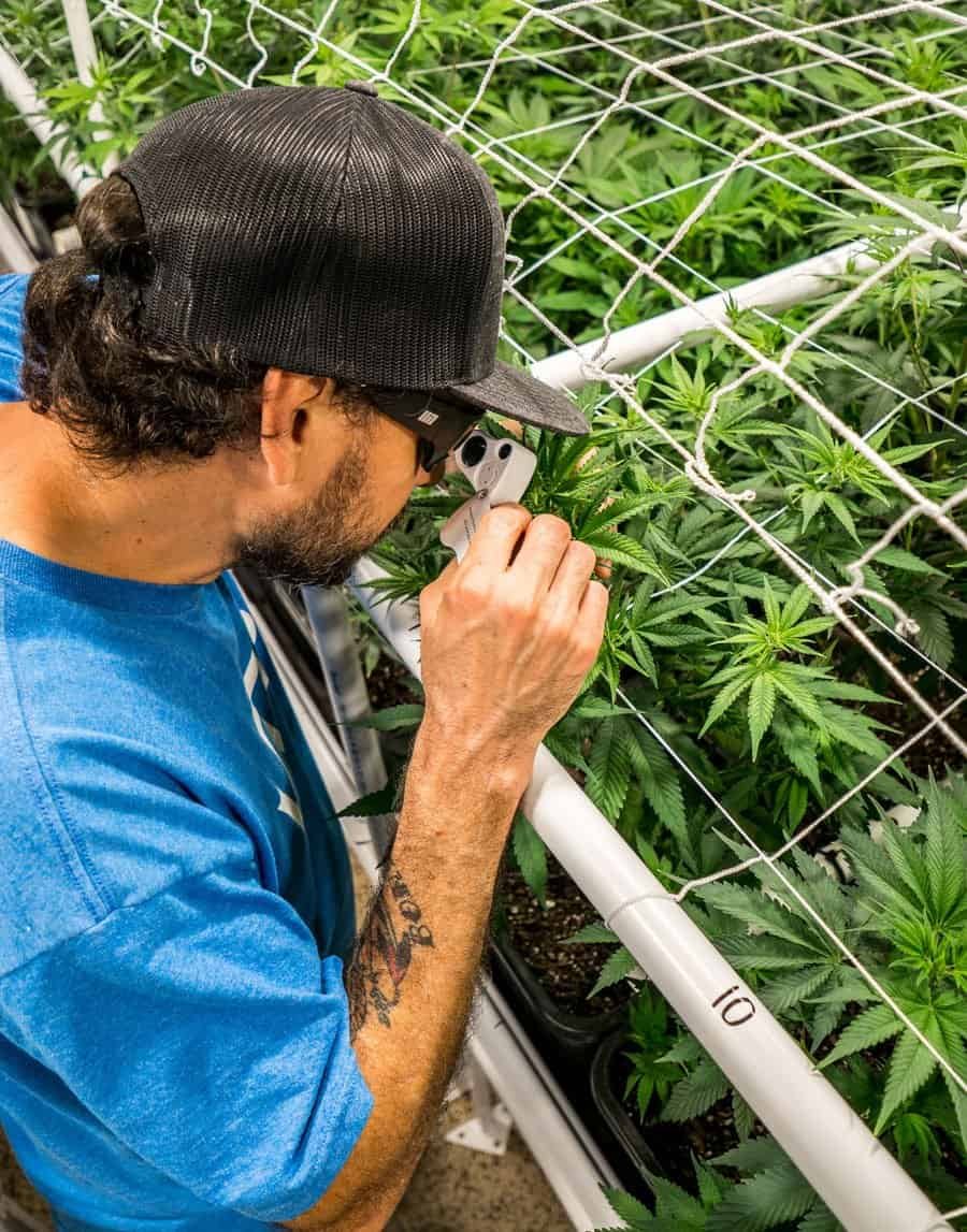 Owner inspecting hemp flower tissue with a magnifying glass.