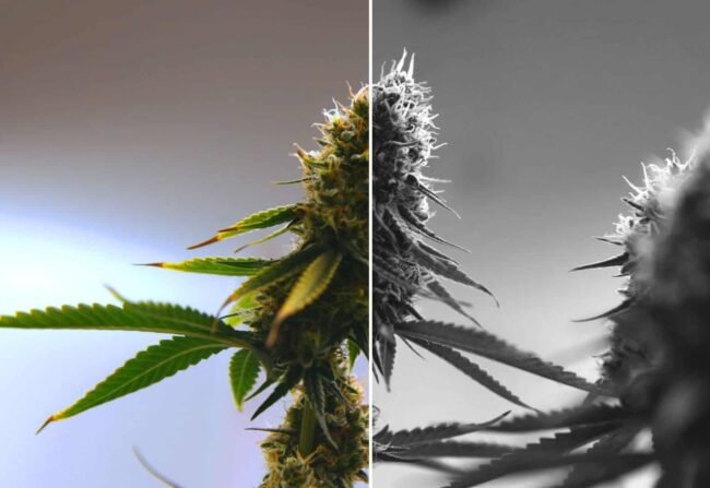 THCA vs. THC flower split image