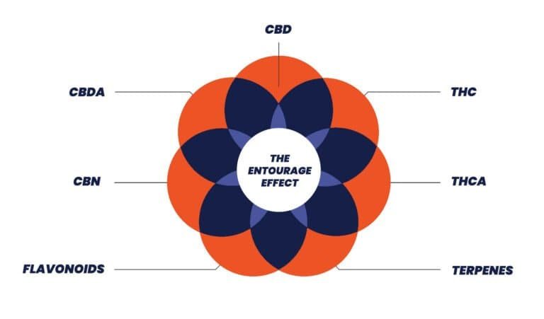 An illustration of the entourage effect in cannabis, showing how THC and CBD molecules work together synergistically.