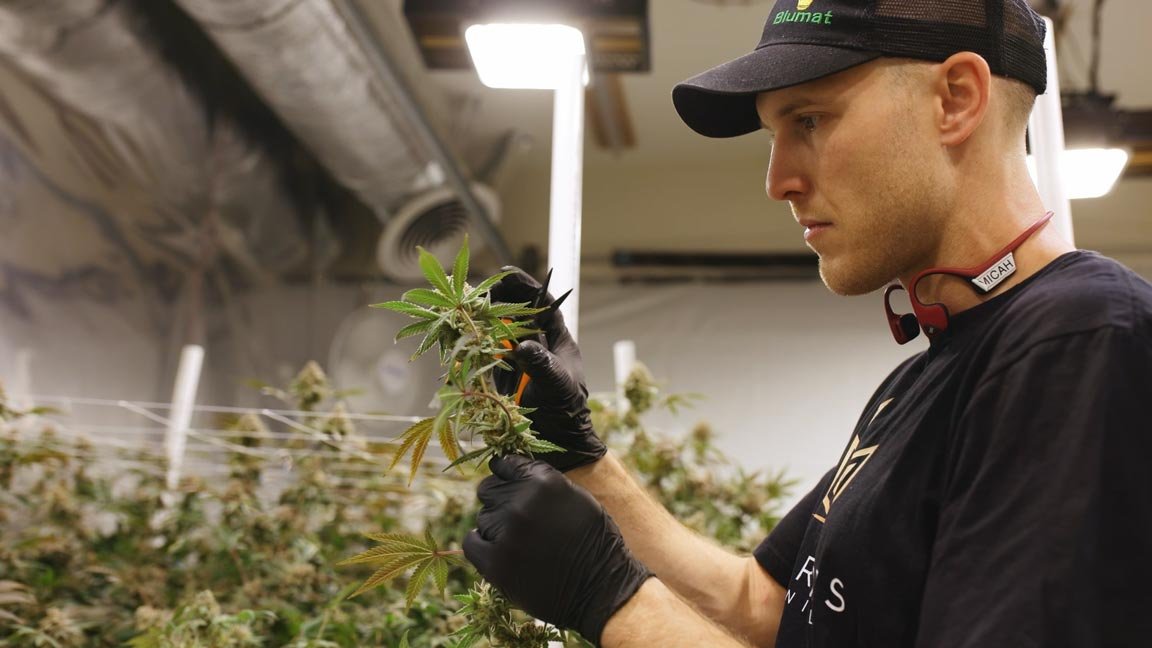 Farmer inspecting and harvesting the THCA flower.