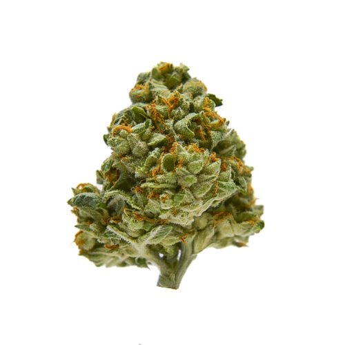 Close up shot of Carolina Skunkberry THCA flower bud