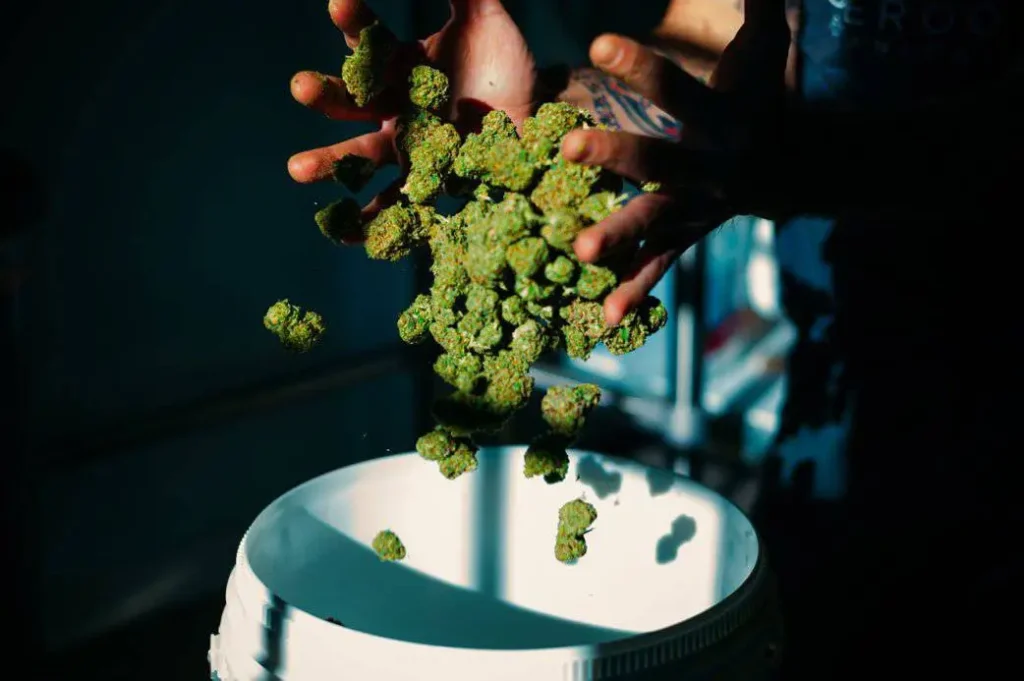 Hand-trimmed USDA Organic THCA flower buds being sorted at Pure Roots Botanicals farm