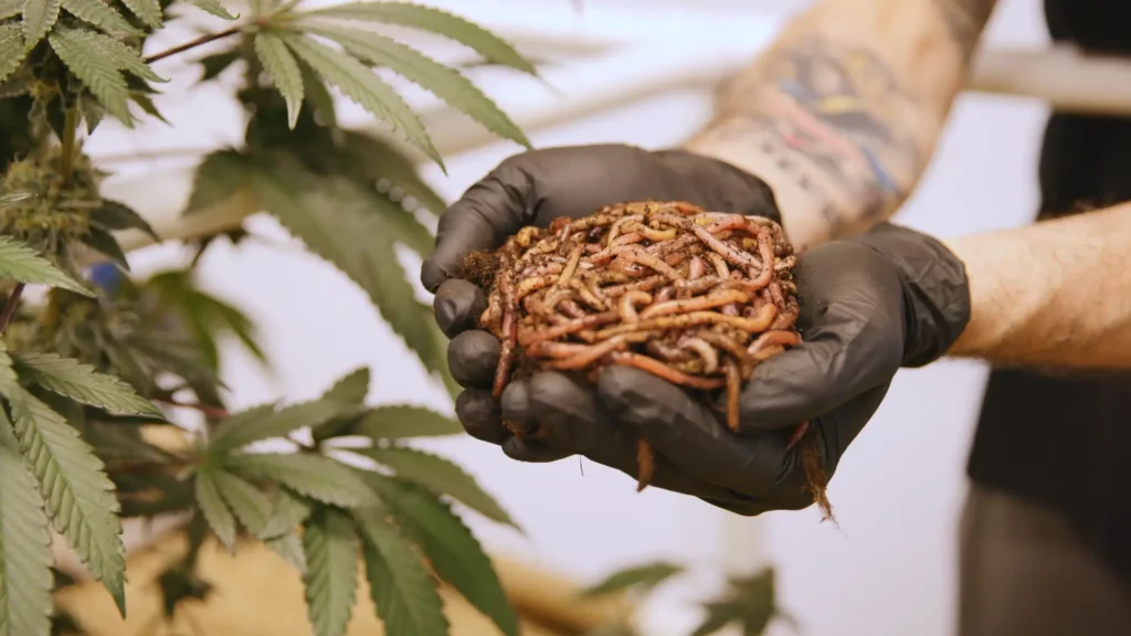 Gloved hands holding live earthworms used in living soil cultivation next to a healthy THCA cannabis plant at Pure Roots Botanicals