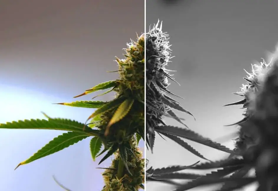 Cannabis flower close-up showing trichomes, highlighting differences in THCA and THC