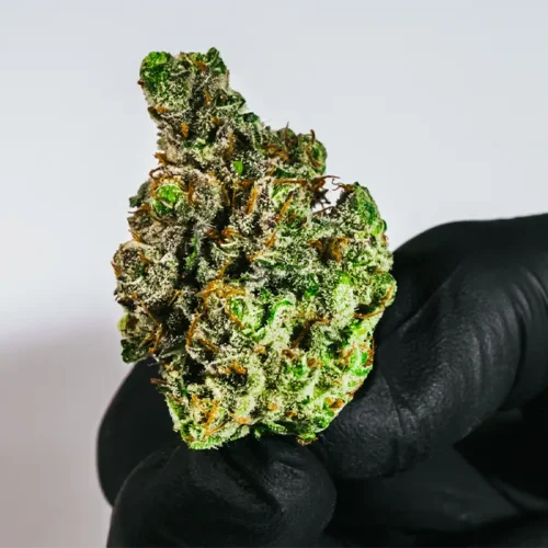 Crescendo strain held in a glove, showing dense structure, bold colors, and sticky resin