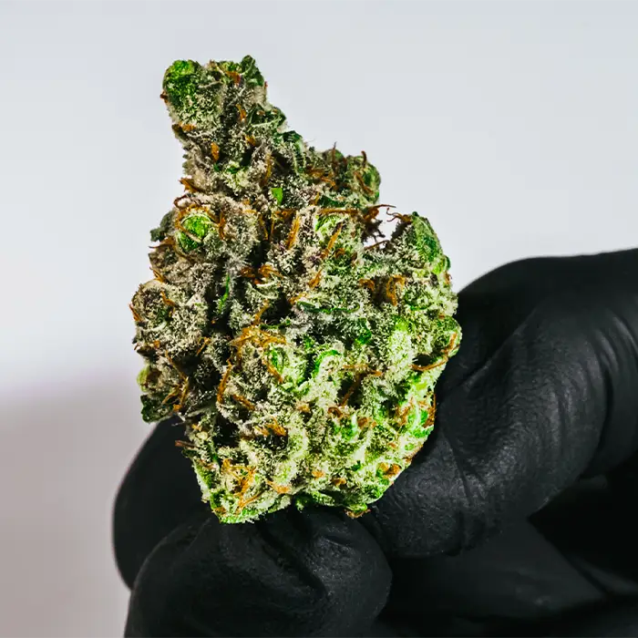Crescendo strain held in a glove, showing dense structure, bold colors, and sticky resin