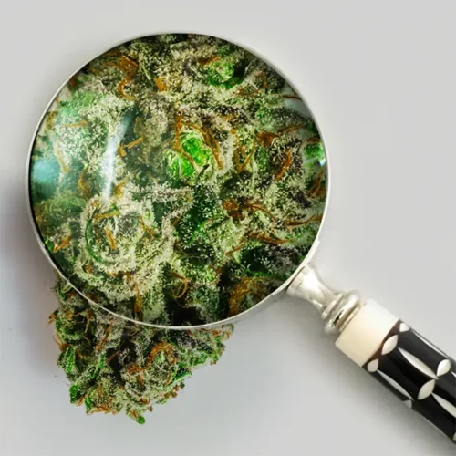 Lupe close-up of Crescendo THCA bud highlighting resin glands, trichome density, and texture