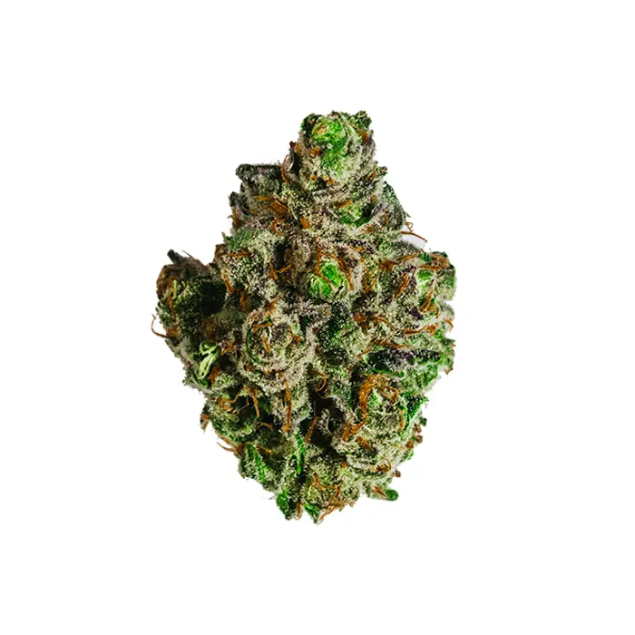 Macro shot of Crescendo THCA flower showing thick trichomes and deep green with orange pistils
