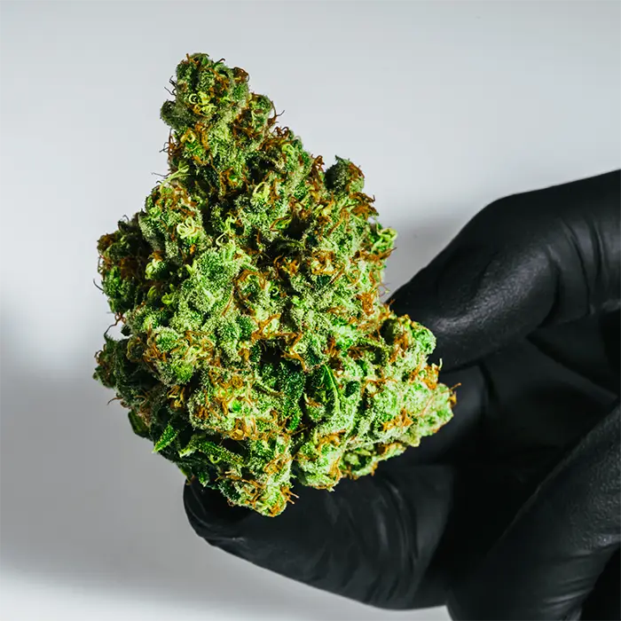 Close-up lupe view of Straw Guava THCA bud highlighting trichomes and colorful texture