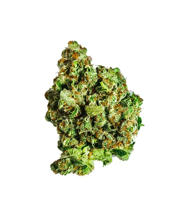 Straw Guava strain held in a glove to show its dense form, vibrant colors, and resin-coated surface