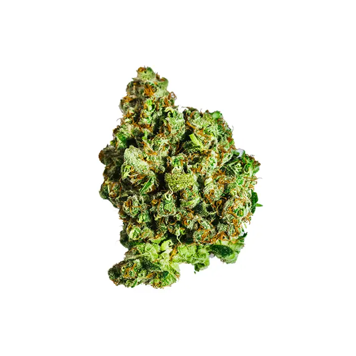 Straw Guava strain held in a glove to show its dense form, vibrant colors, and resin-coated surface